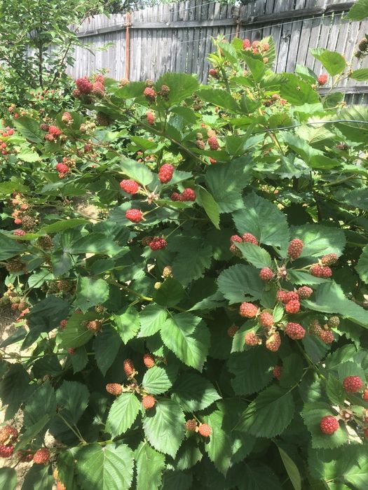 Butasi de Mure sau zmeură mare fara spini