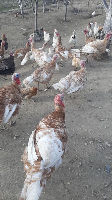 Prodavam  mladi gaski i mladi misiri