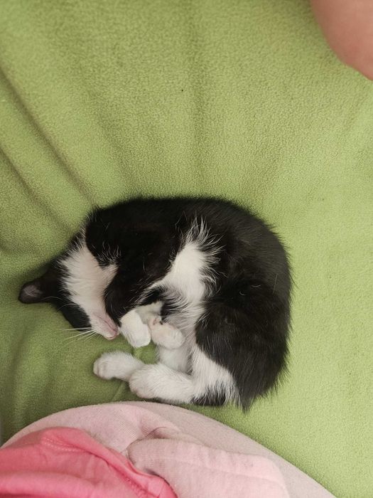 Мъжко Бебе Коте - Неро