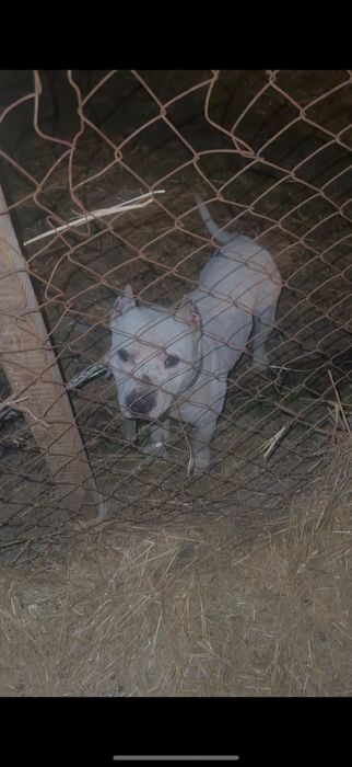 Жақсы ит төбелесіп тұр адам тістемиді