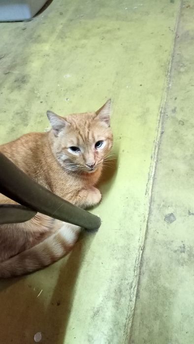 Пропал Рыжий кот