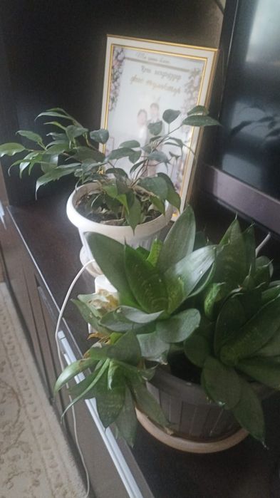 Үйде өсетін гүдер