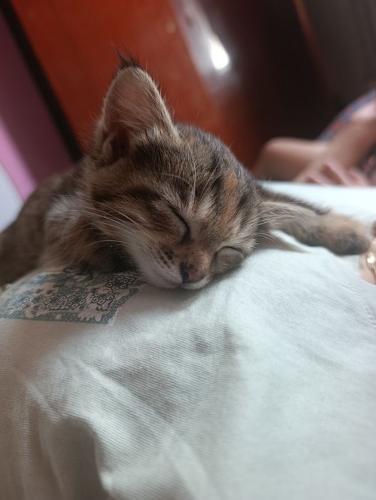 Милые котята в добрые руки
