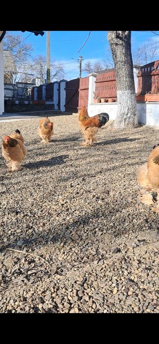 Vând ouă de brahma columbia