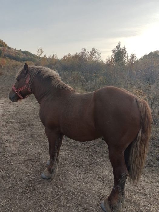Vând sau schimb cu tractor  armasar de 2 ani linia Miutescu