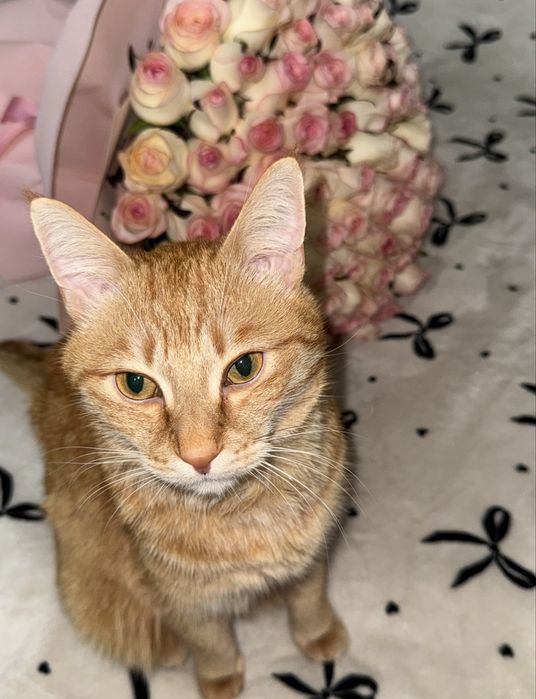 Отдам кота БЕСПАЛТНО