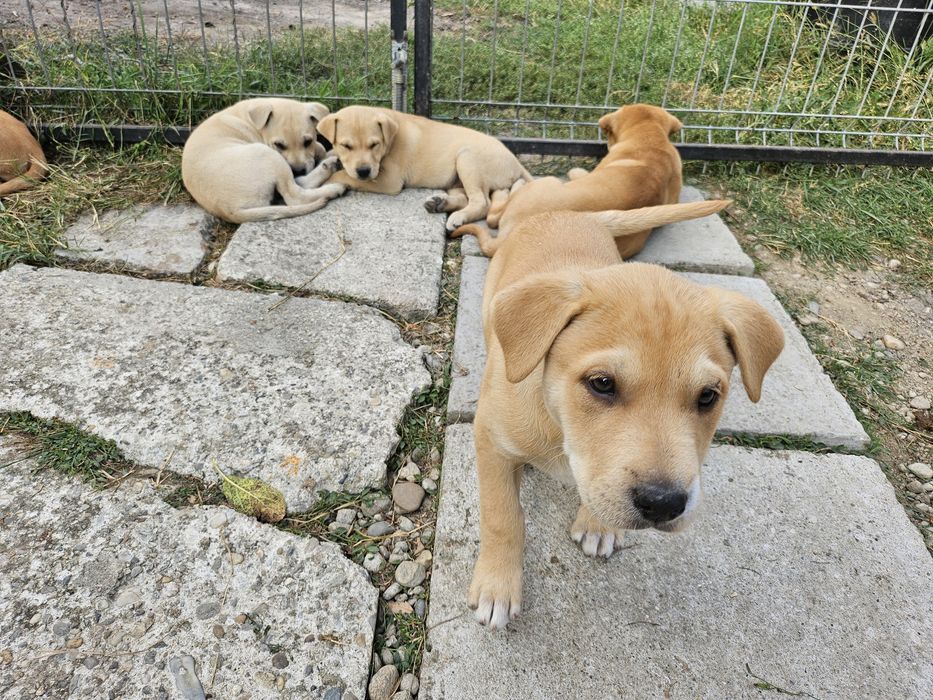 Adopții catei -donații