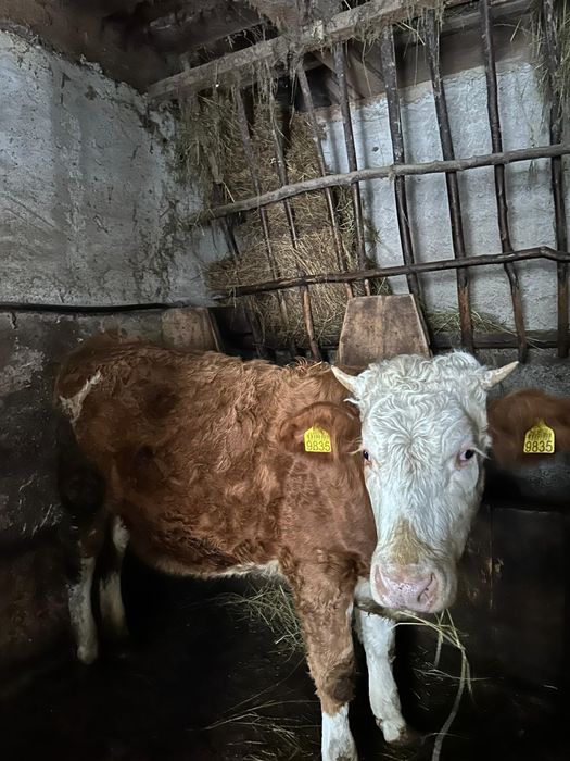 Junincă bălțată romanească