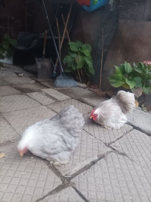 Мини кохин кокошки