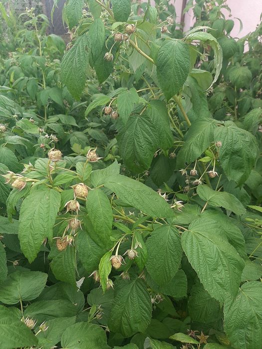 Zmeura dragoni zmeura POLKA