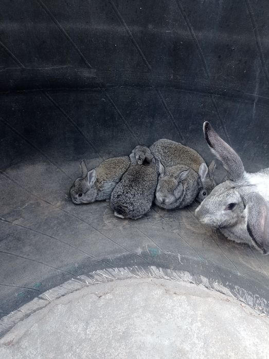 Крольчата,кролики.