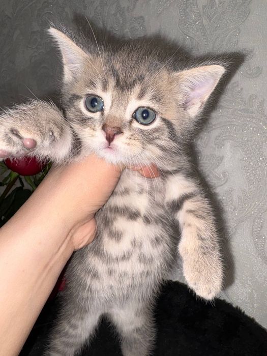Продаётся котята