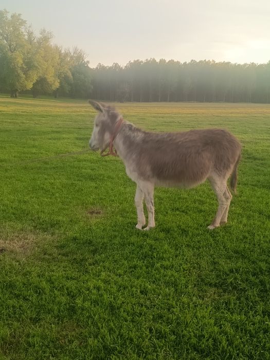 Măgărițe da vânzare
