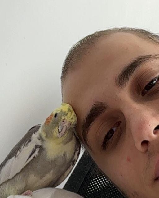 Papagal nimfa cu cusca