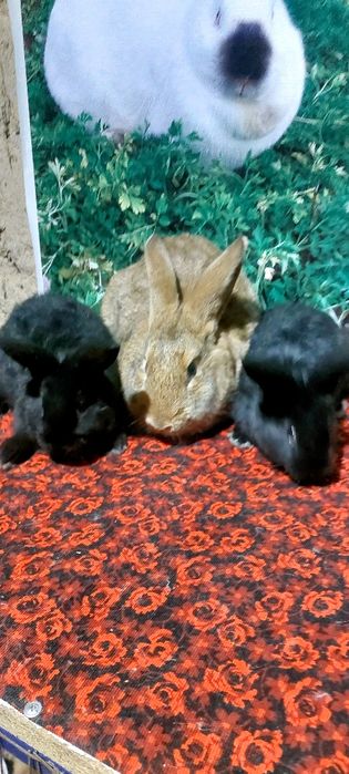 Коян Кролики екі баласымен