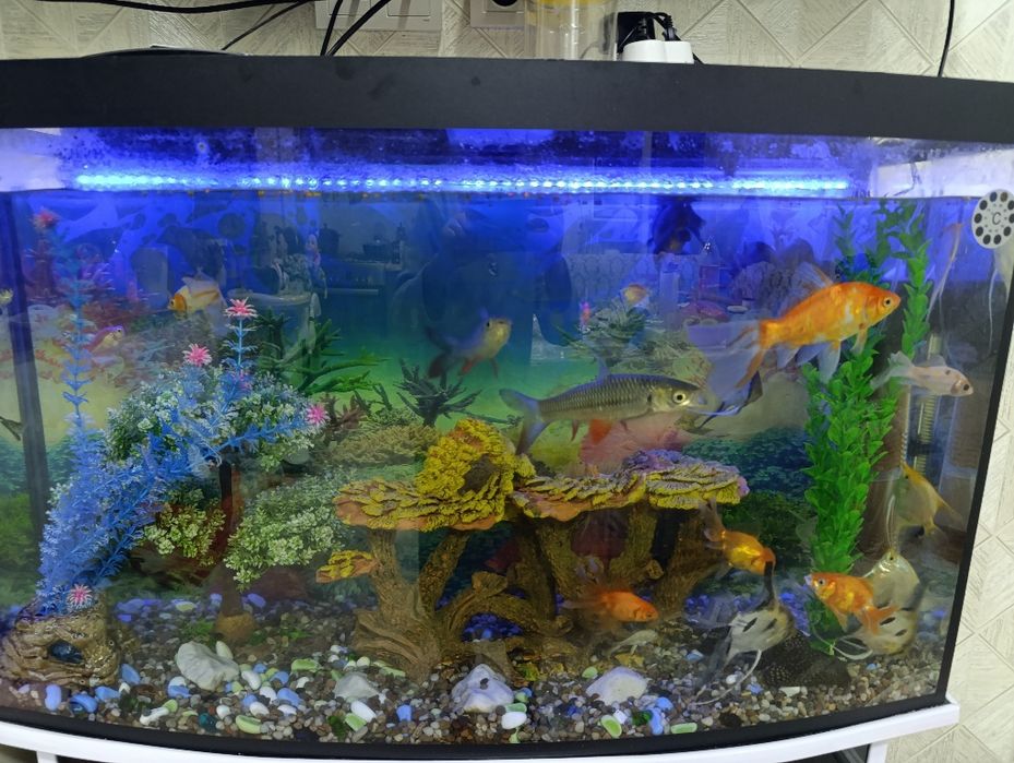 Akvariyum baliqlar bilan