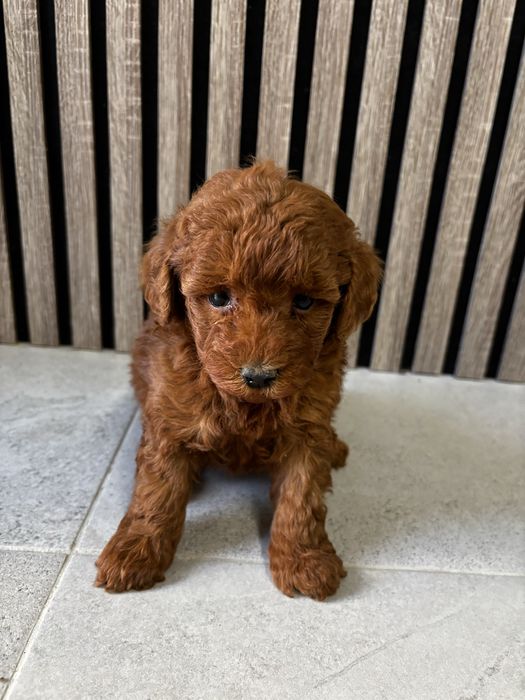 Мини пудел момче / Mini Poodle Boy
