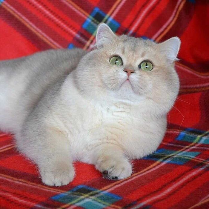 британский котик эксклюзив окрас