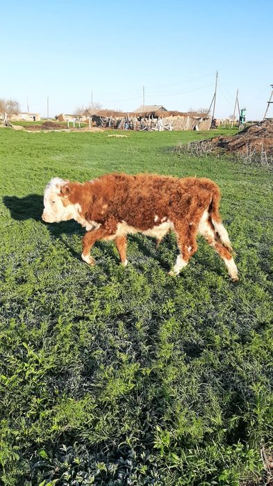 Еркек подсостар 350мың тг