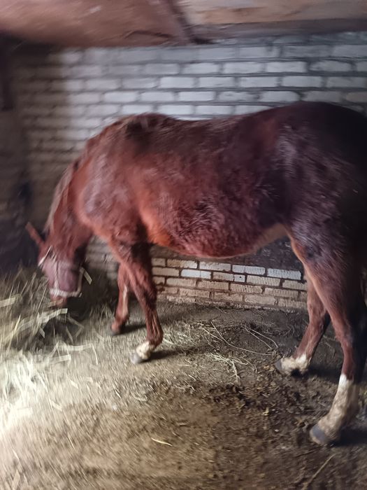 Продам жеребчк 1,5года