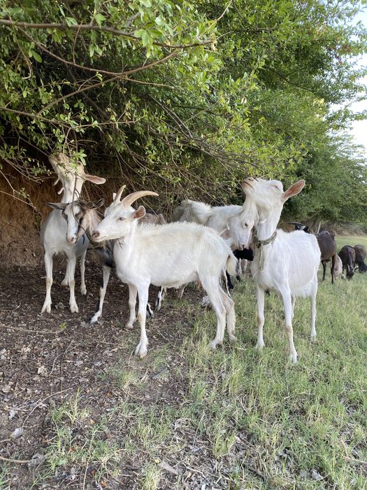 Эчки занин.