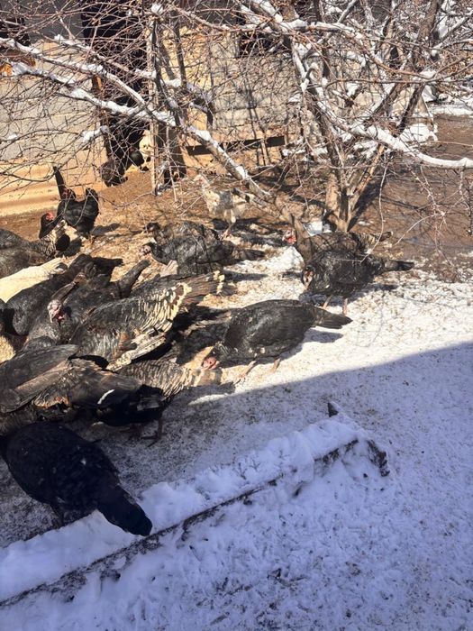 Индюки самки продаю