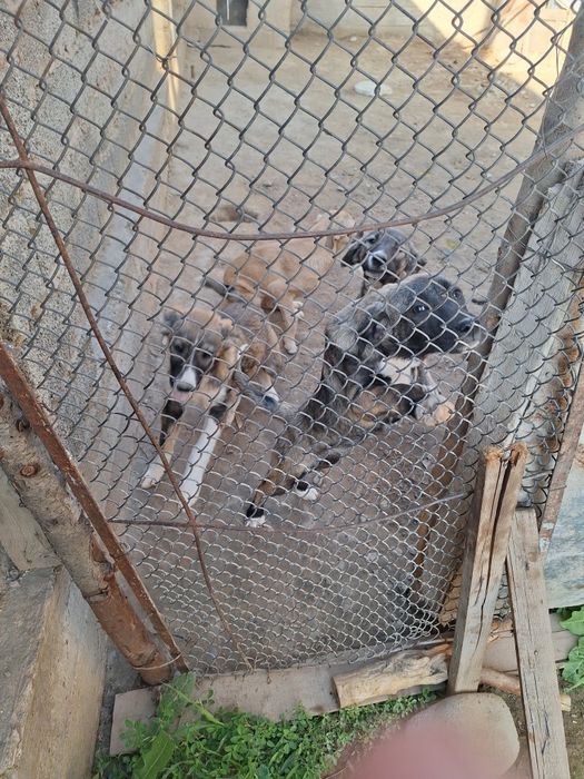 Животные собака шенок