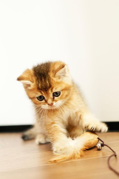 Шиншиллы Алматы котята