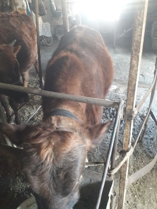 Yem yep turgan kal buqamiz sotiladi