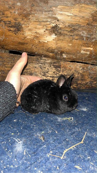 Disponibil iepurasi pitici