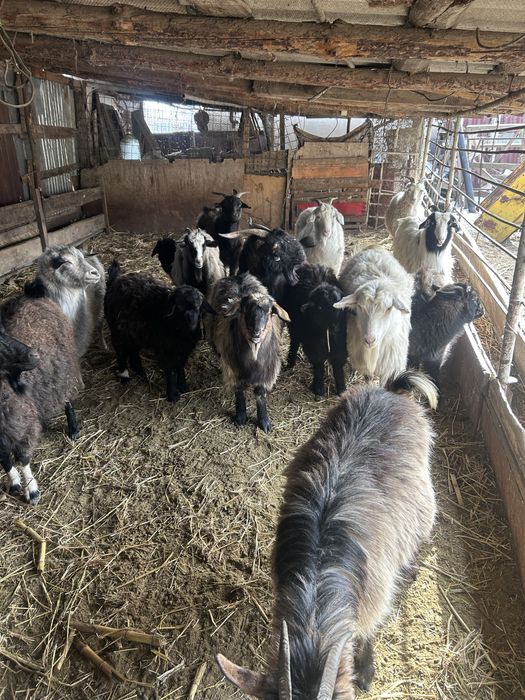 Буаз ешкылер сатылады 10 бастаи