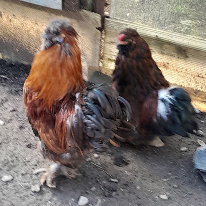 Cocosi pitici montați și încălțati