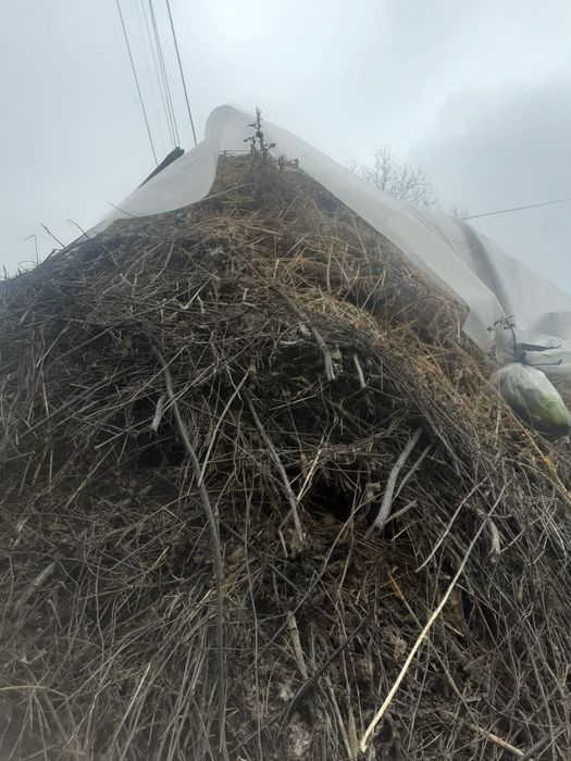 Vând lucerna perima coasa