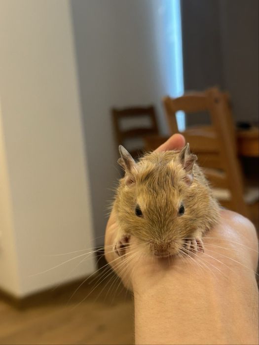 Veverita Degu ….