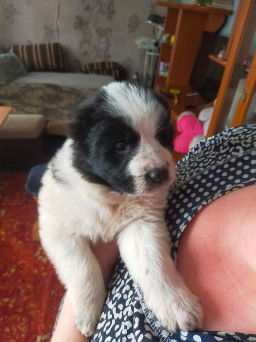 Продам щенка Алабая