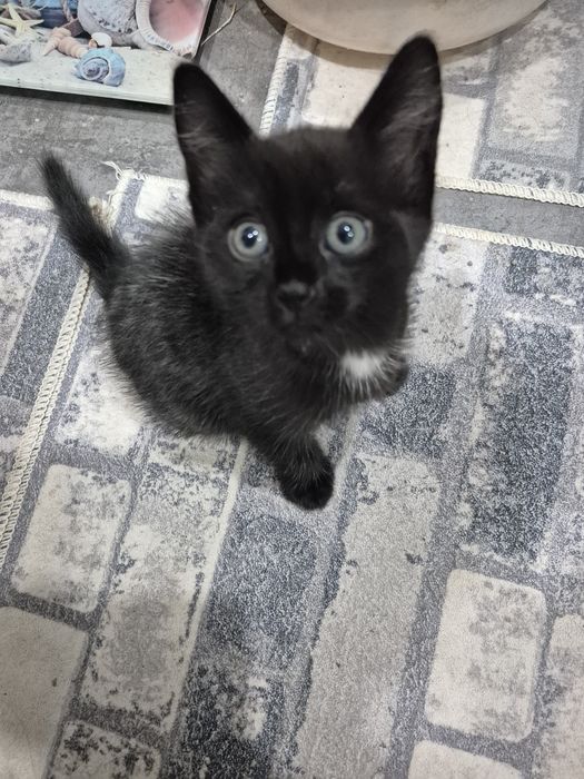 Кошечка в добрые руки