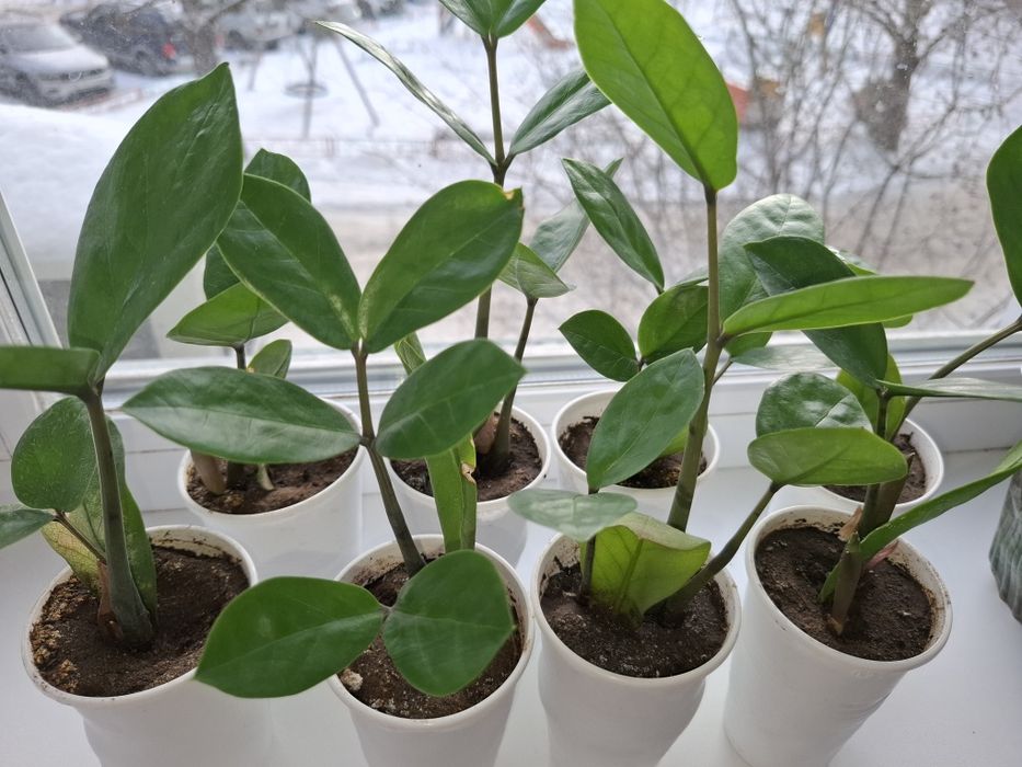 Продам замиокулькас (долларовое дерево)