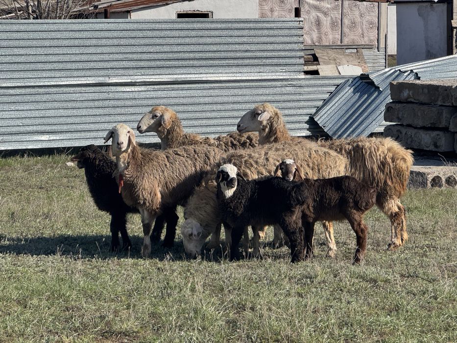 Кой козымен сатам