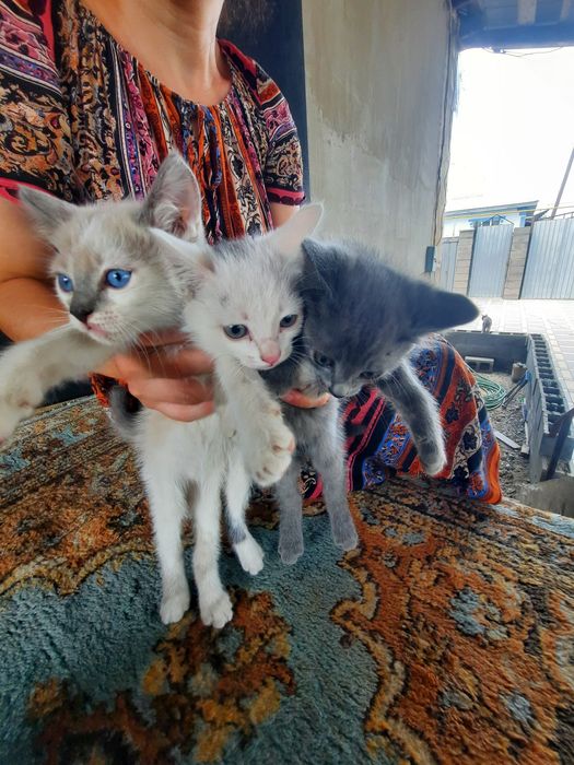 Отдадим котят в добрые руки