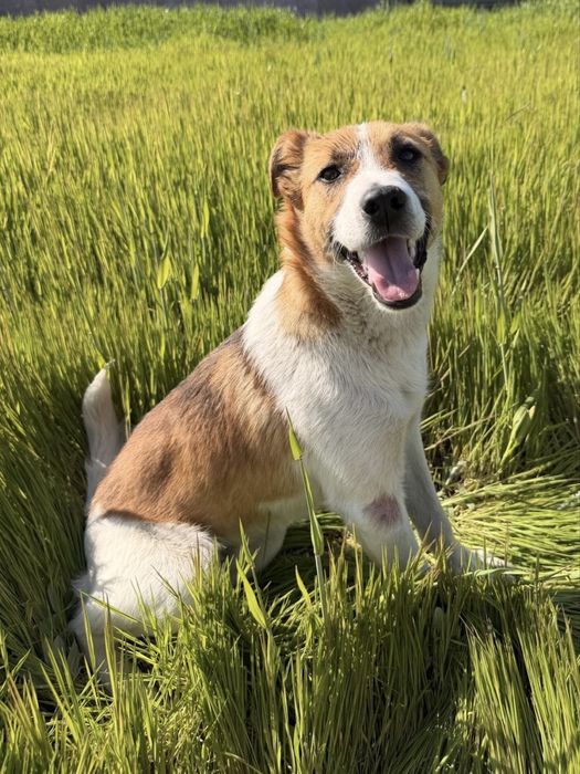 Metis Jack Russel Terrier 11 luni