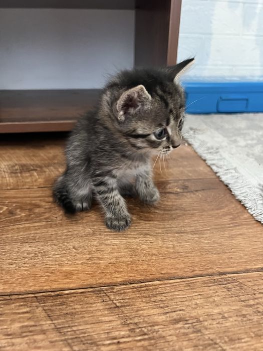Котенок бесплатно