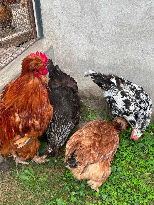 Gaini si cocos motate de vanzare