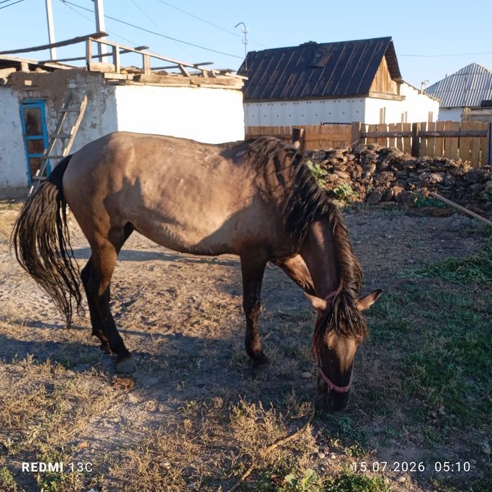 Бие сатылады (қысыр)