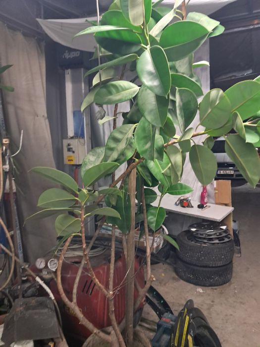 Продавам фикус 2м висок