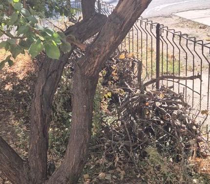 Дрова. Отин ТЕКИН, ДАРОМ