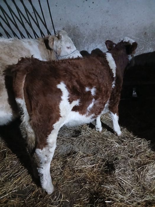 Vând doi tauri și o vițea bălțată