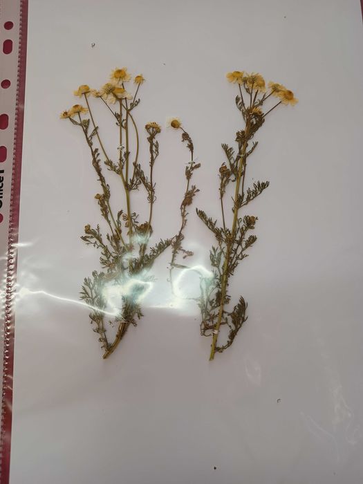 Хербарий ( за студенти и ученици)