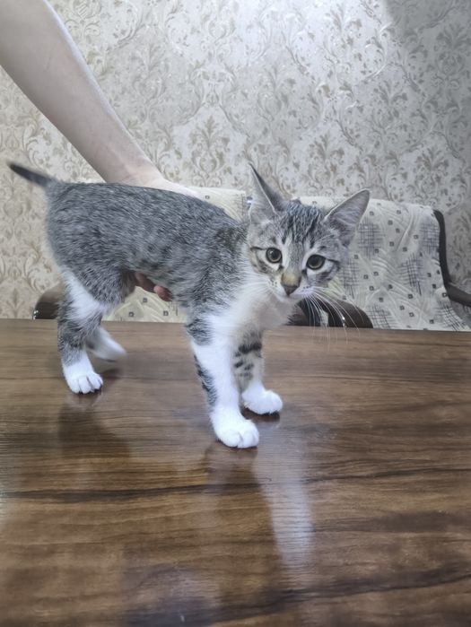 кошка домашняя..