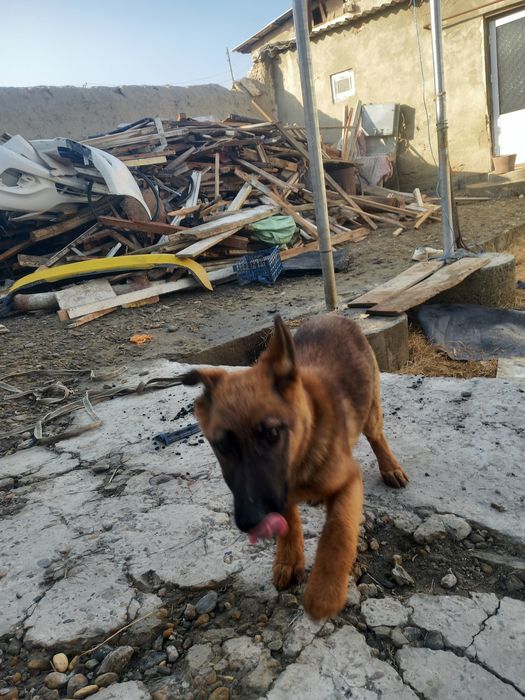 Nemis Afcharkasi soğlom
