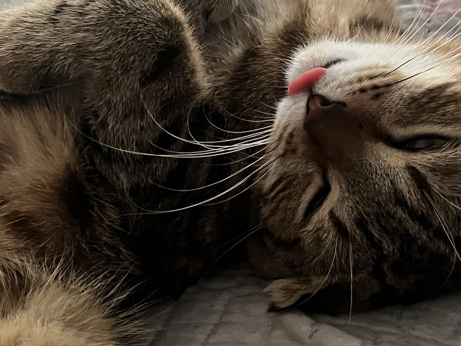 Отдам котенка в добрые руки